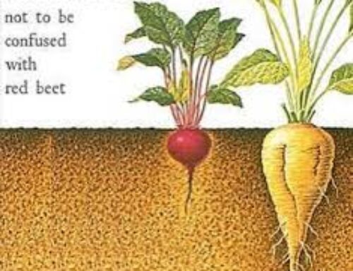 The White Gold of Temperate Fields: A Deep Dive into Sugar Beet as a Commodity