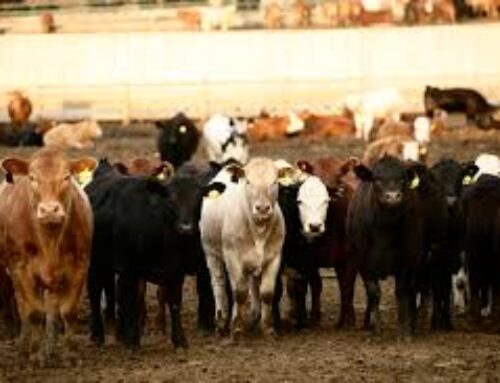 The “Teenagers” of the Meat World: A Deep Dive into Feeder Cattle as a Commodity